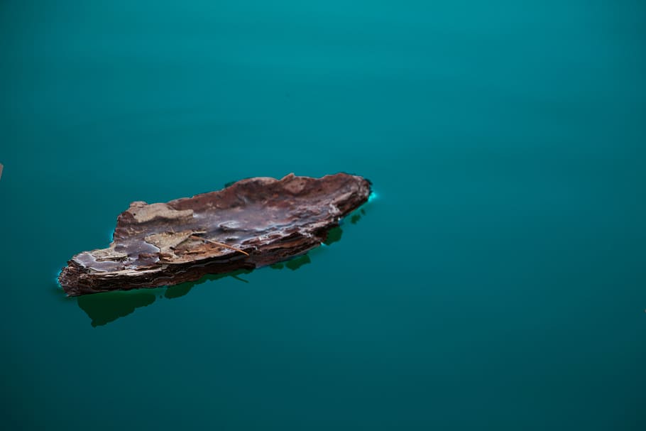 bark, float, water, sea, blue, no people, nature, animal wildlife HD wallpaper