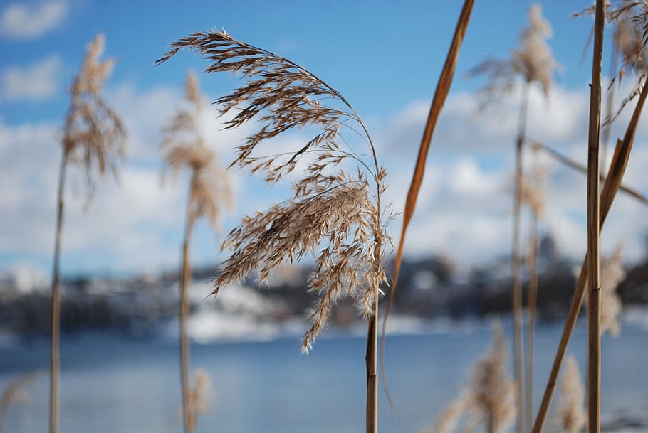 reed, spring, water, sky blue, plant, focus on foreground, nature HD wallpaper