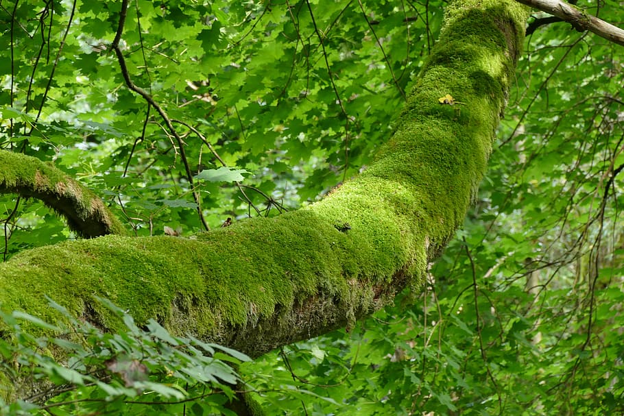 moses, nature, wood, leaf, tree, plant, green color, growth HD wallpaper