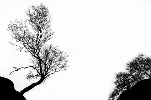 silhouette photography of trees, winter, branch, isolated, outline HD wallpaper