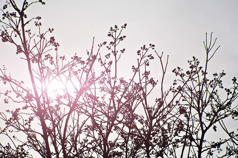 Sunset behind branch silhouettes, silhouette photography of trees under clear blue sky during daytime HD wallpaper
