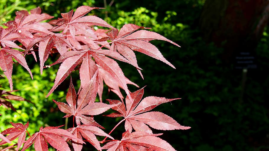 clone palm, foliage, red, tree, nature, ornamental plants, macro HD wallpaper