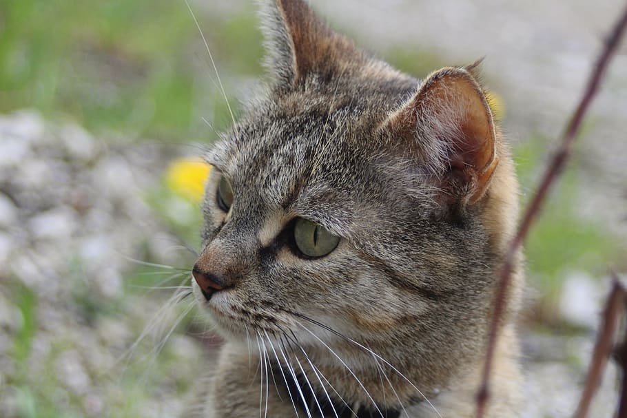 cat, curious, mackerel, cat face, one animal, domestic cat HD wallpaper
