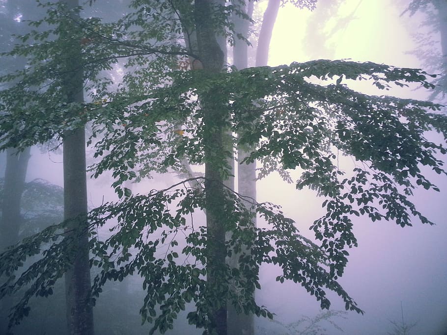 trees surrounded with fog, green forest with mist, light, wood HD wallpaper