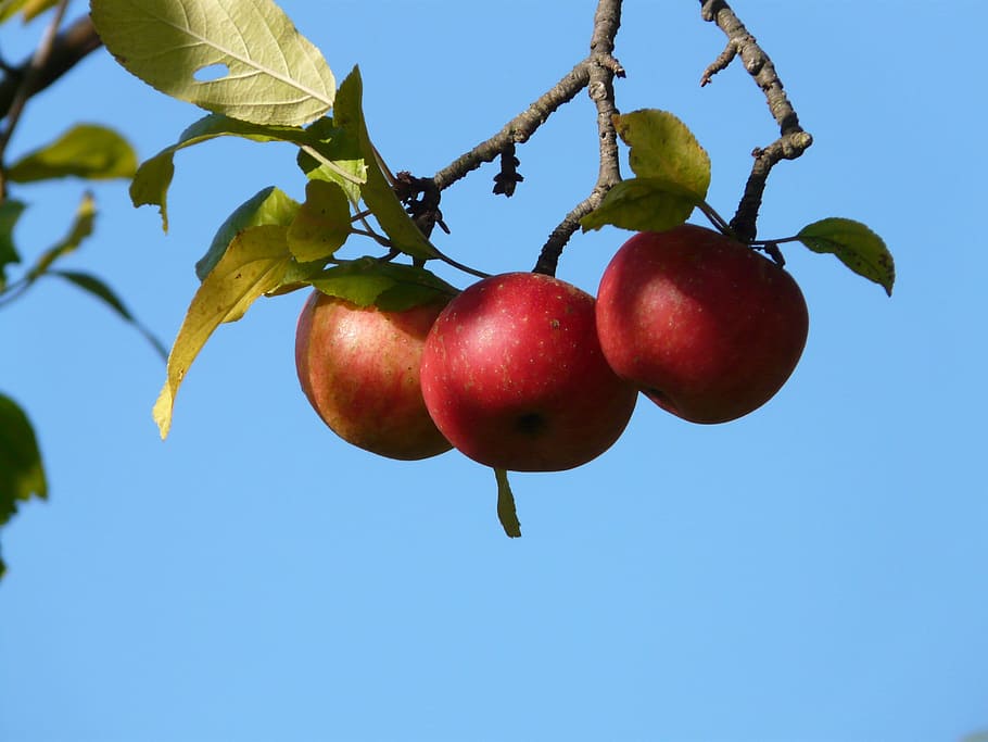 low angle photography of three red apple fruits, Red, Fruit, Apple Tree, HD wallpaper
