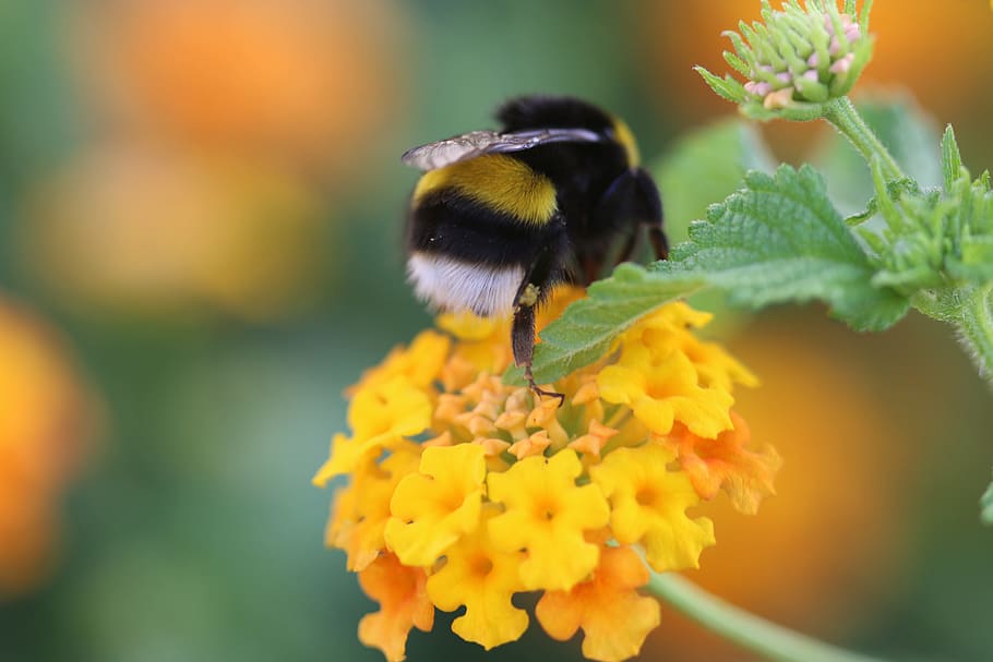 Bee, Flower, Spring, Green, Macro, nature, plant, garden, insect HD wallpaper