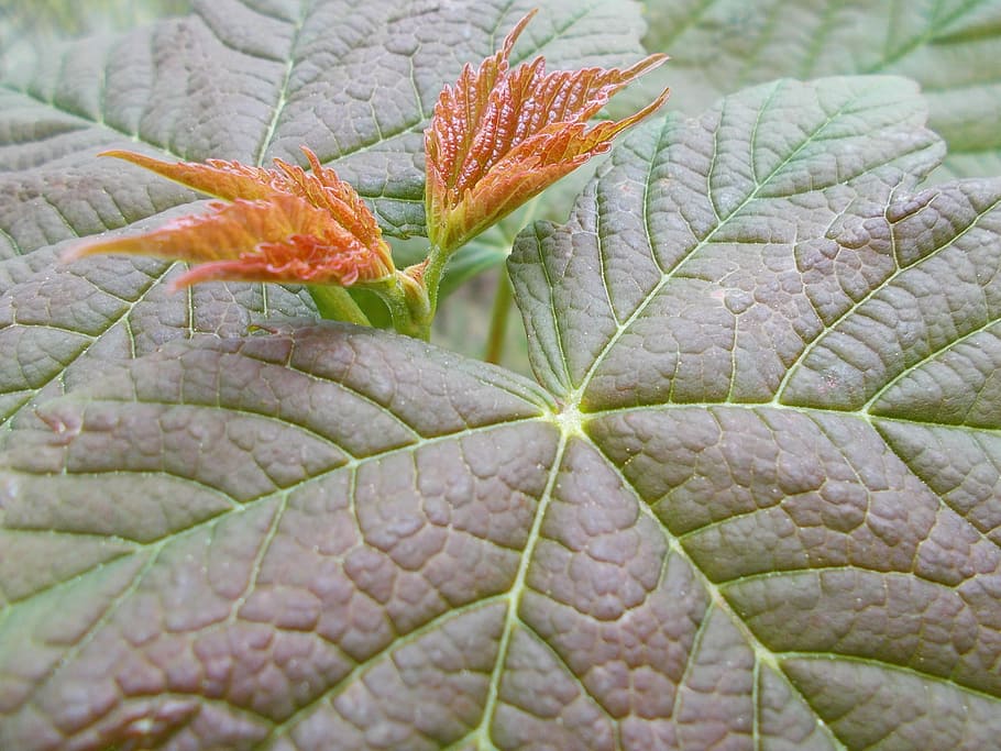 Leaf, Surface, Nature, Environment, leaf surface, leaves, plant HD wallpaper
