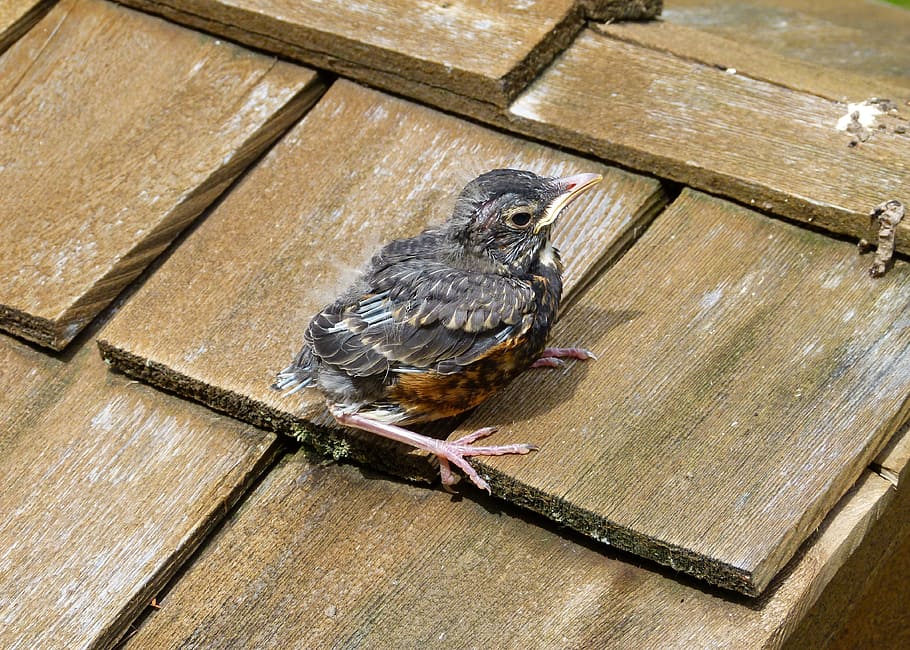 red robin, chick, young, bird, feathered, wooden, roof, animal HD wallpaper