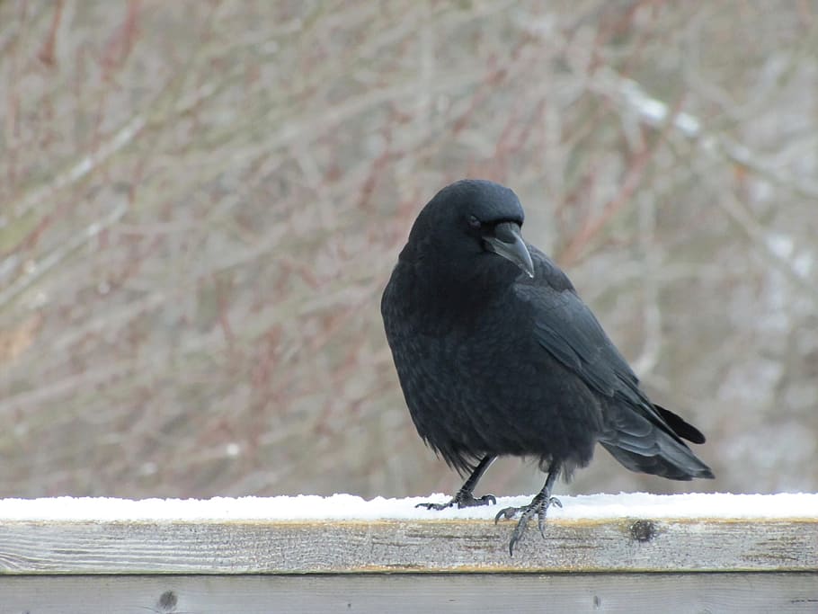 crow, winter, snow, standing, railing, bird, animal wildlife HD wallpaper