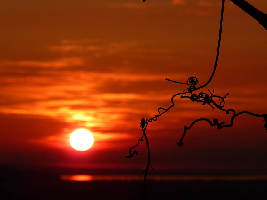 lake constance, sunset, grapevine, water, afterglow, mood, sonenuntergang HD wallpaper