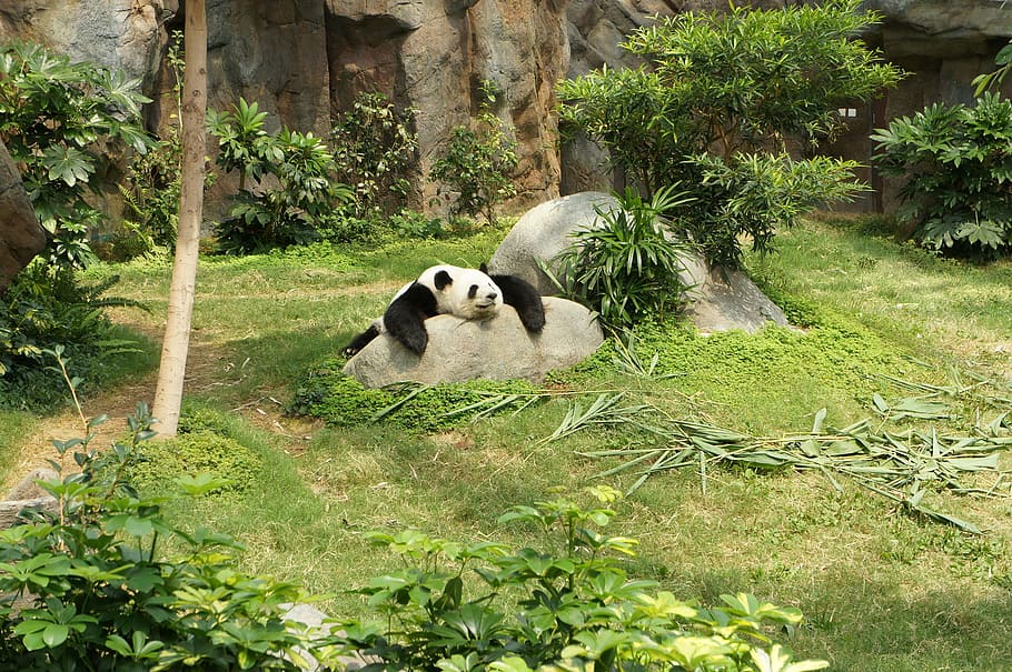 white and black panda relaxing on rock, panda lying on rock, tree HD wallpaper