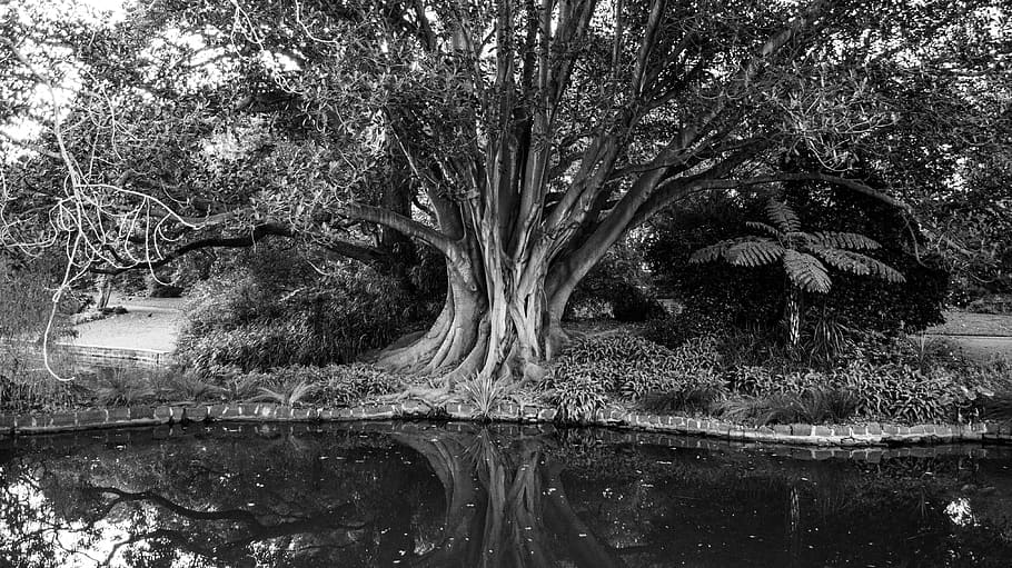grayscale photo of tree near body of water, trees, large, black HD wallpaper
