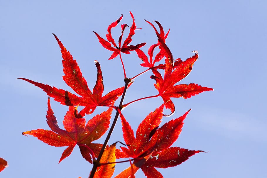 Maple, Autumn, Leaf, Red, Leaves, coloring, bright, fall color HD wallpaper