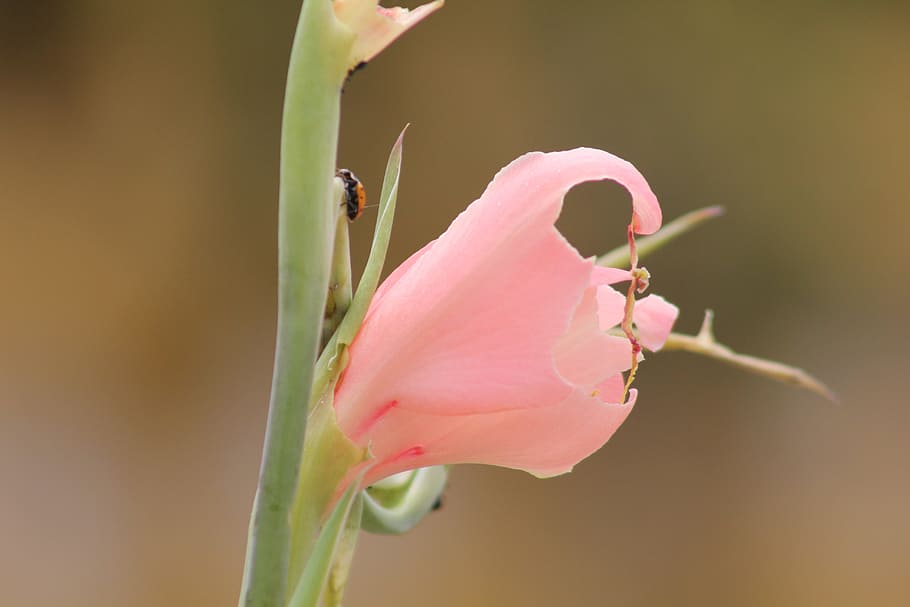ladybug, flower, nature, flowering plant, beauty in nature HD wallpaper