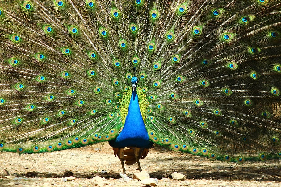 Павлин фото животного в хорошем качестве