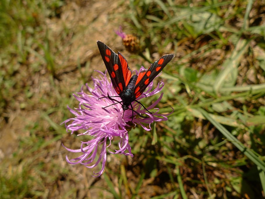 butterfly, thistle, close, flower, flowering plant, animal themes HD wallpaper
