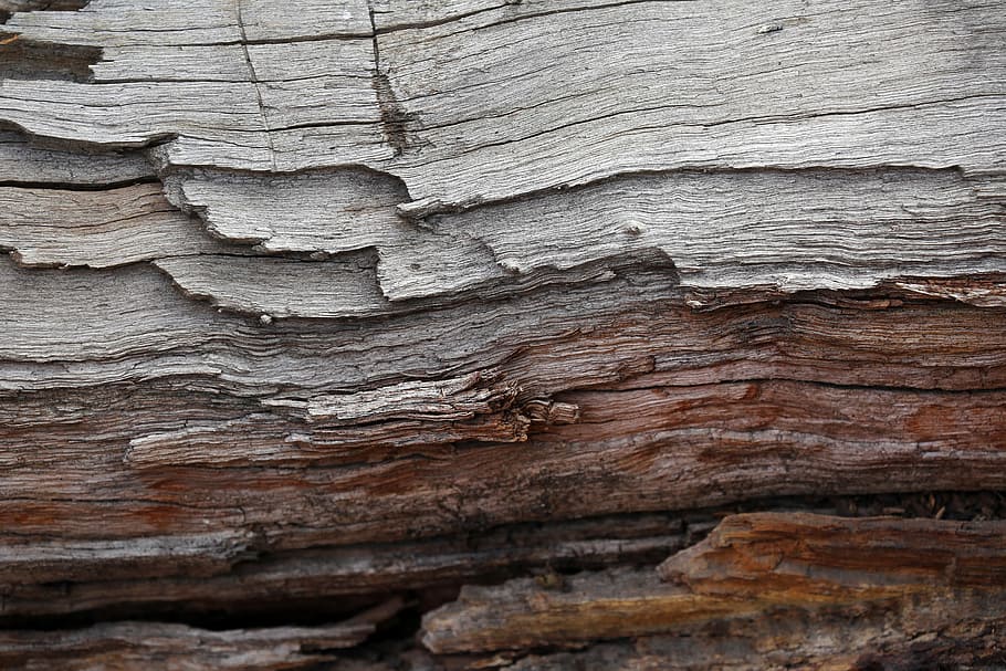 brown and gray tree trunk, barks, trees, wood, wood - Material HD wallpaper