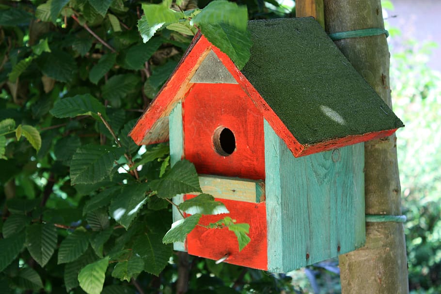 nesting box, aviary, spring, bird, house, breed, egg, shelter