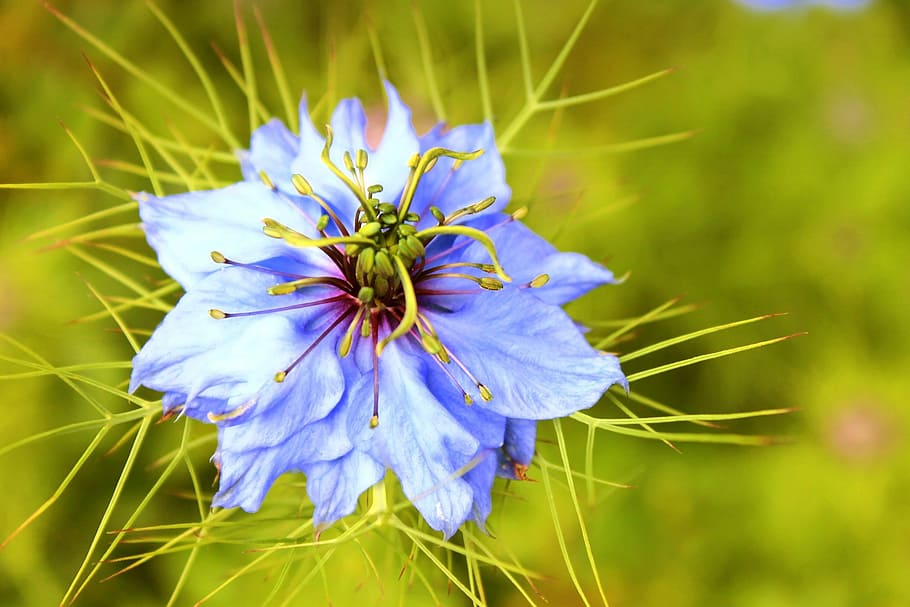 flower, blue, macro, plant, flowering plant, fragility, close-up HD wallpaper