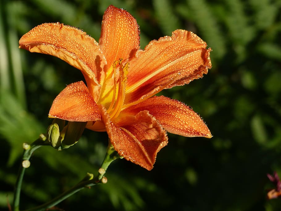 flower, lily orange, spring, dew, drops of water, plant, close-up HD wallpaper
