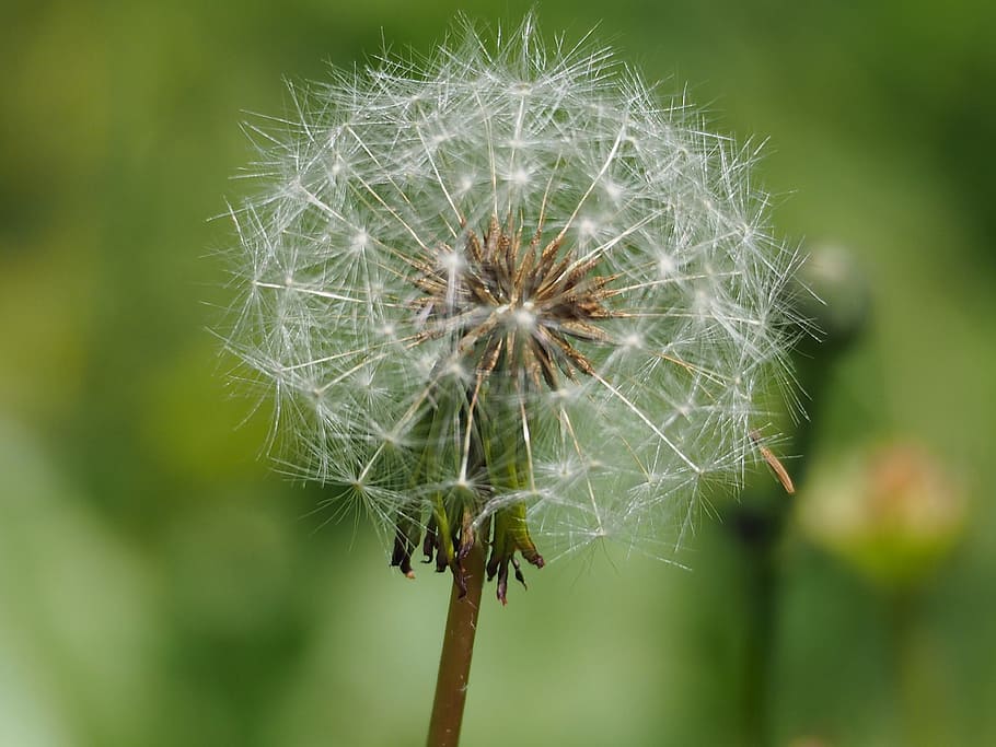 Garden, Flora, Dandelion, Spring, grow blooming, agriculture HD wallpaper