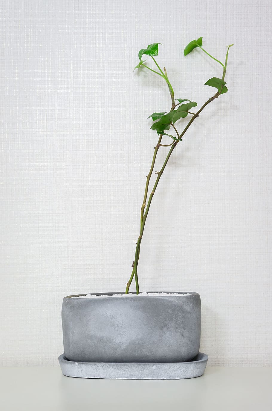 green leafed plant on pot, Ivy, Leaves, Plants, the leaves HD wallpaper
