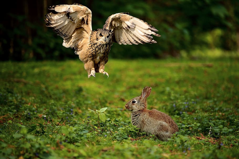 brown rabbit on green grass, owl, eagle owl, bird of prey, raptor, HD wallpaper