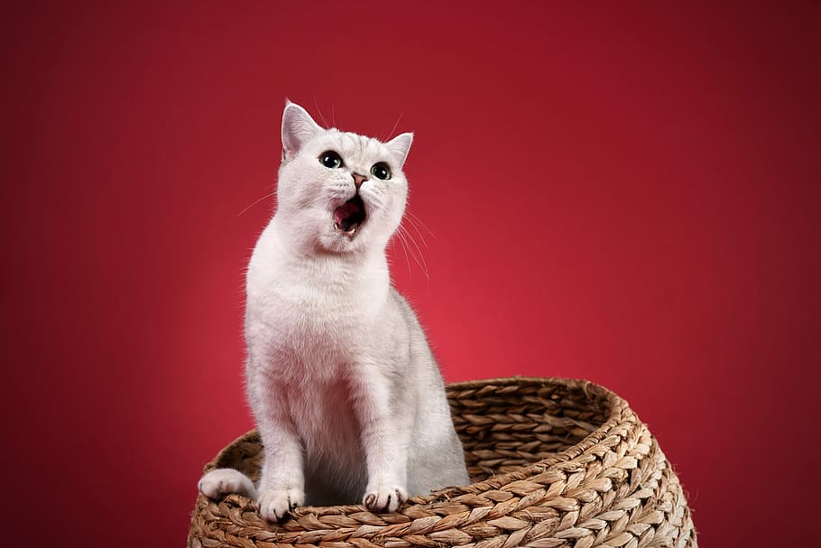 white cat in wicker basket, pets, mammal, animal themes, domestic HD wallpaper