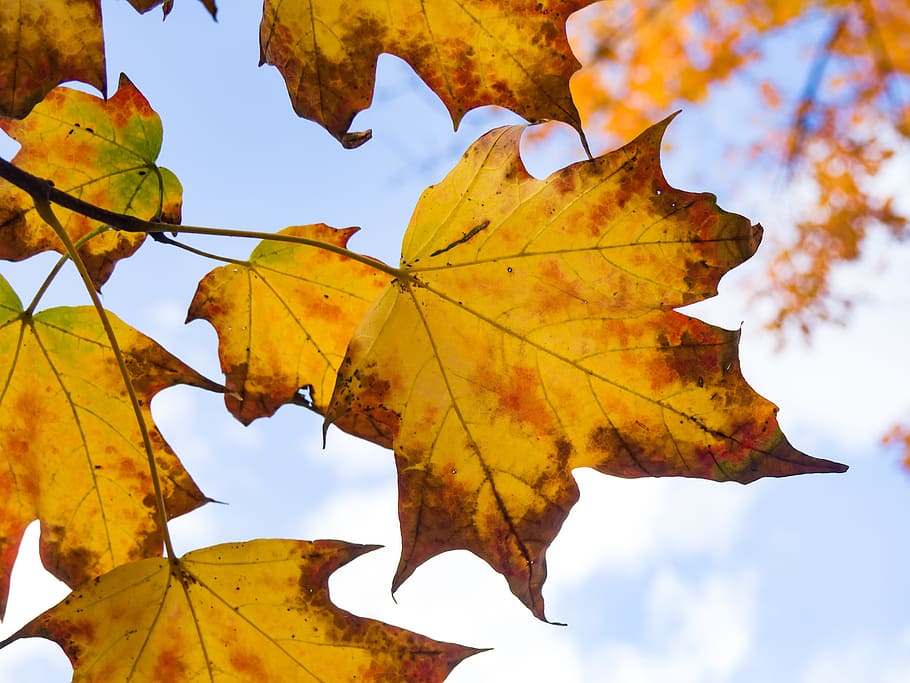 nature, trees, branches, leaves, maple, sky, clouds, autumn HD wallpaper