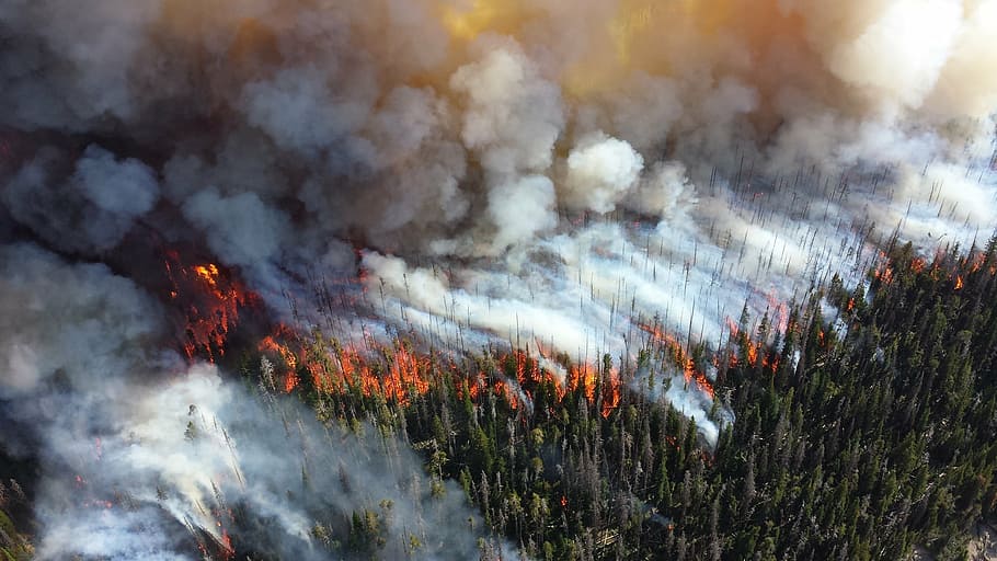 time lapse photo of forest fire, blaze, smoke, trees, heat, burning