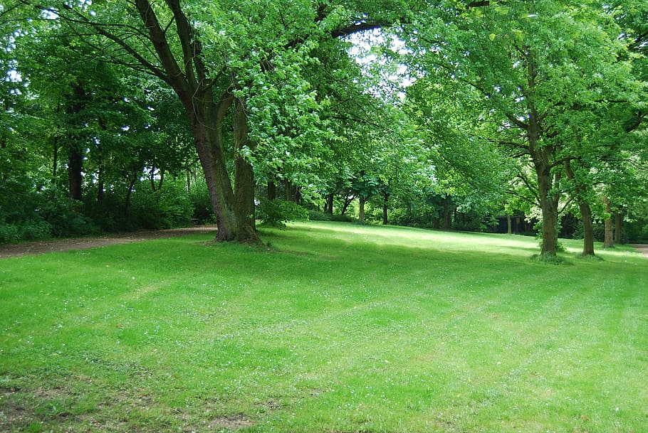 park, parks, trees, green, plant, green color, grass, beauty in nature HD wallpaper