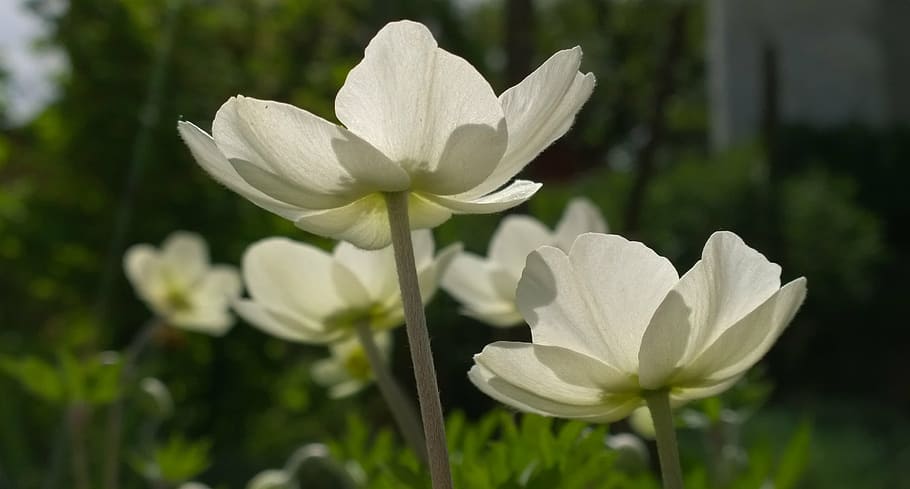 spring flower, sunshine, shadow, white, nature, plant, petal HD wallpaper