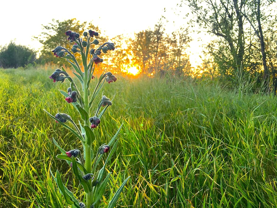 Lupine, Sunset, Spring, Nature, Flower, plant, grass, landscape HD wallpaper