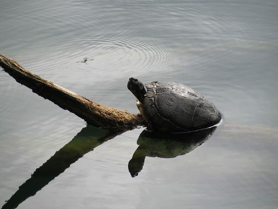 Turtle, Animal, Animals, Panzer, Lake, nature, water, germany HD wallpaper