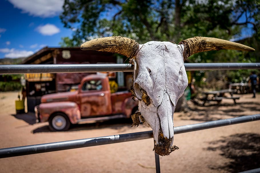 animal skull hang-on fence, route 66, rusty car, a bovine skull, HD wallpaper