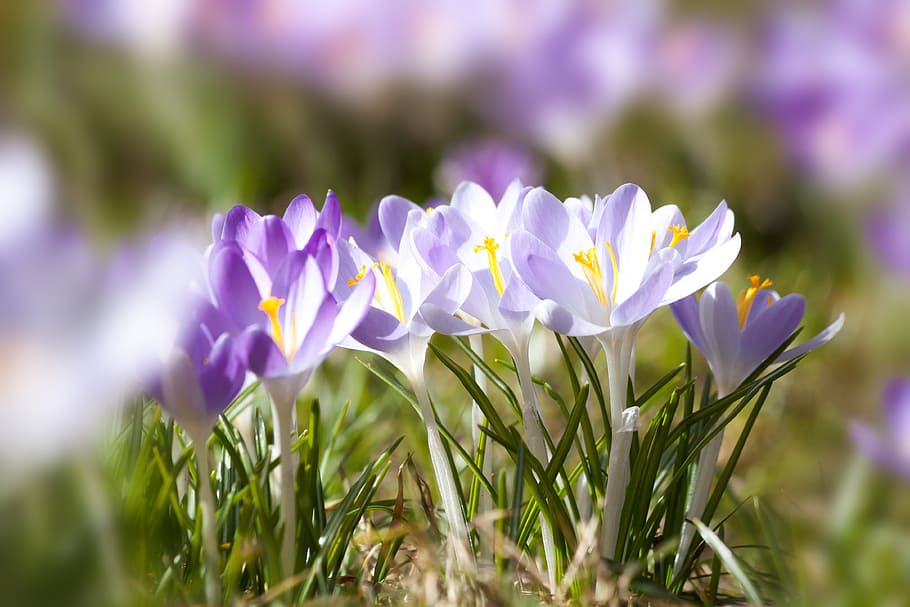spring, crocus, schwertliliengewaechs, spring crocus, flower HD wallpaper