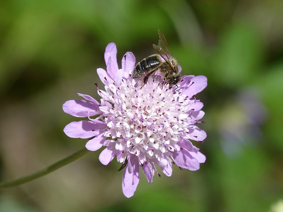 bee, libar, pollen, wild flower, detail, beauty, flowering plant HD wallpaper