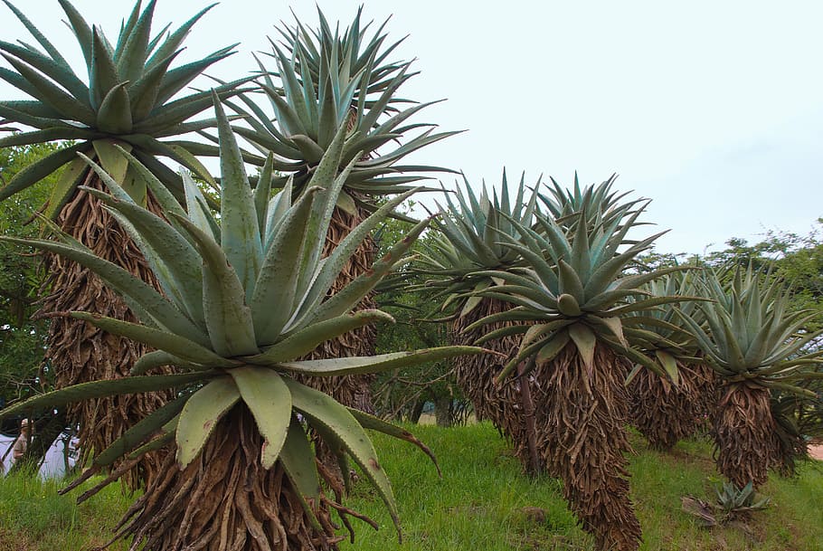 south africa, agave, agriculture, desert, nature, plant, tropical Climate, HD wallpaper
