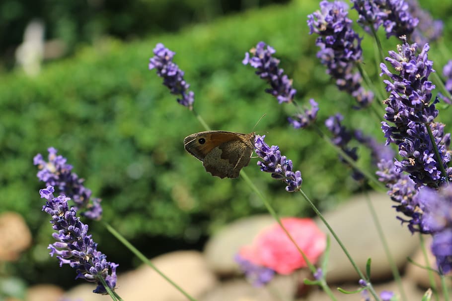 butterfly, brown, insect, wing, nature, butterflies, spotted HD wallpaper