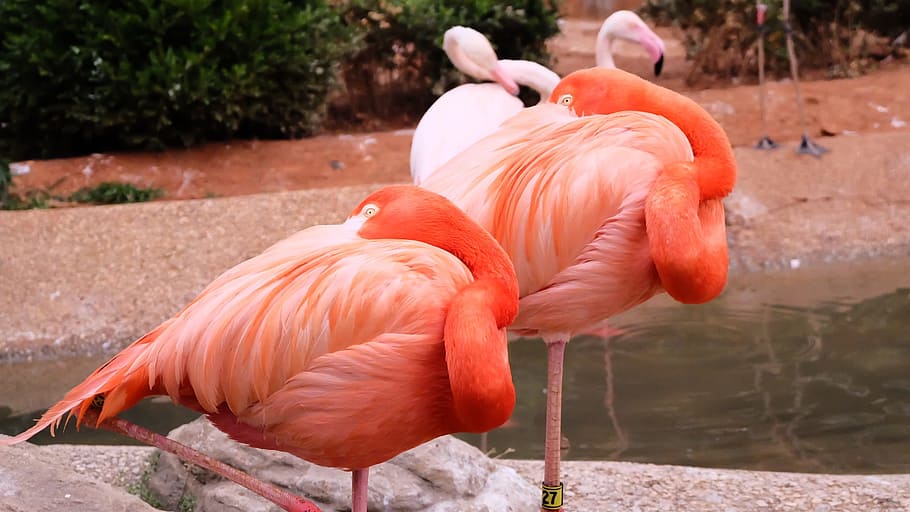 flamingo, zoo, dalian, vertebrate, bird, animal, animal themes HD wallpaper