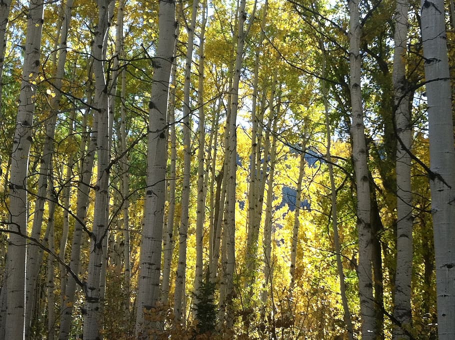 woods, trees, thick, dense, wooden, trunks, woody, plants, green HD wallpaper