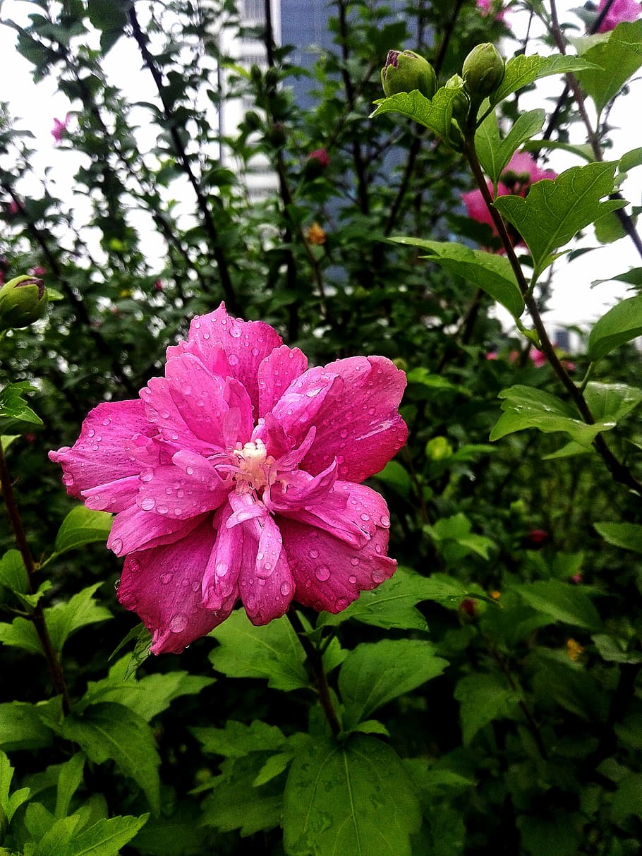 flower, rain, school, plant, nature, petal, pink Color, summer HD wallpaper