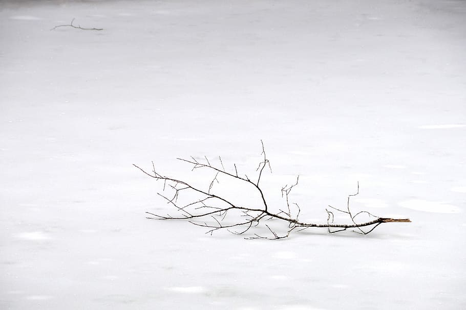 withered tree branch on snow, tree branch, ice, cold, winter HD wallpaper
