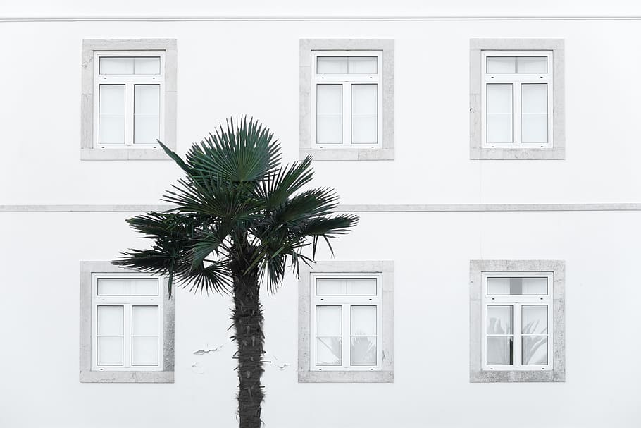 white painted building beside green palm tree, window, home HD wallpaper