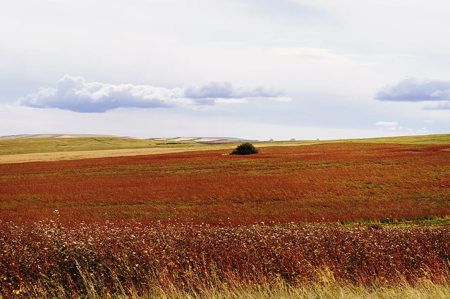 field, sky, nature, space, clouds, meadow, outdoor, countryside HD wallpaper