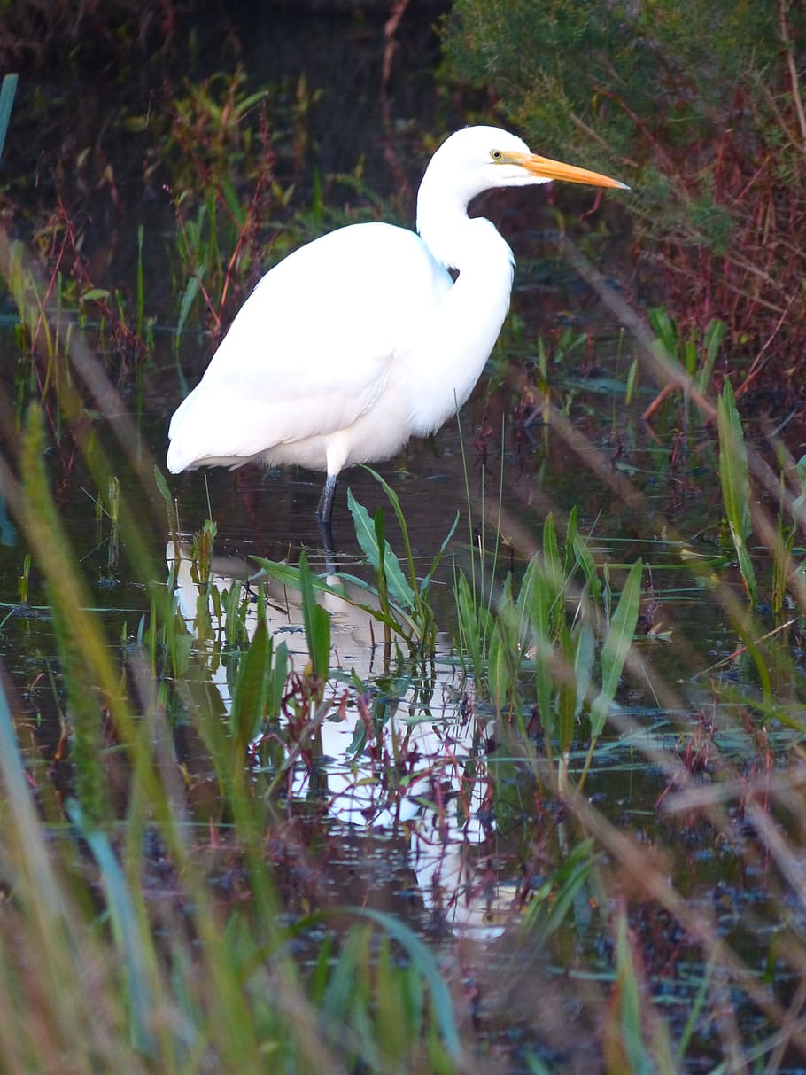 heron, bird, egret, animal themes, animal wildlife, animals in the wild HD wallpaper