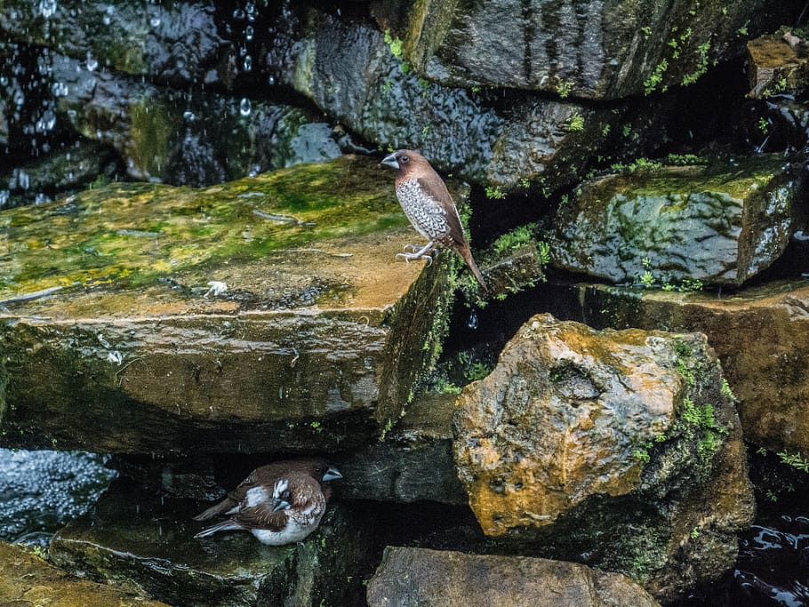 quail, quails, birds, waterfall, stones, algae, rock, nature HD wallpaper