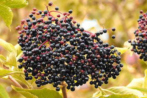 Elderberries, Black Elderberry, bush, agriculture, day, large group of animals HD wallpaper