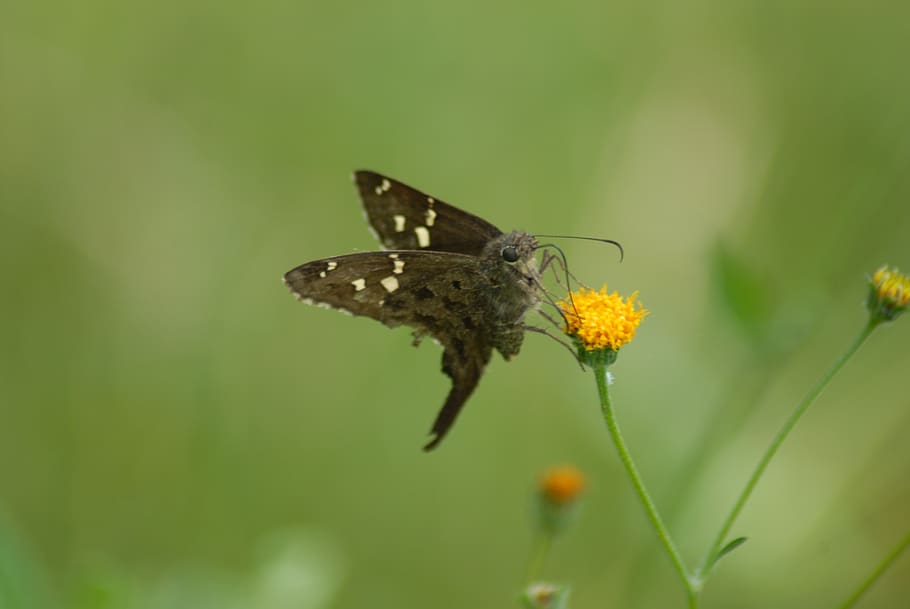 butterfly, insect, garden, invertebrate, animal wildlife, animal themes HD wallpaper
