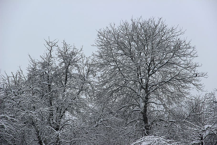 winter, snow, wintry, cold, white, trees, landscape, snowy HD wallpaper